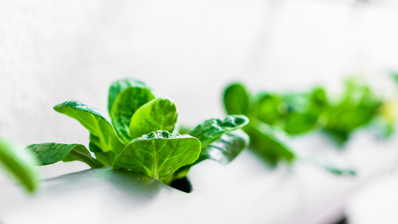 Vad är en akvaponi?