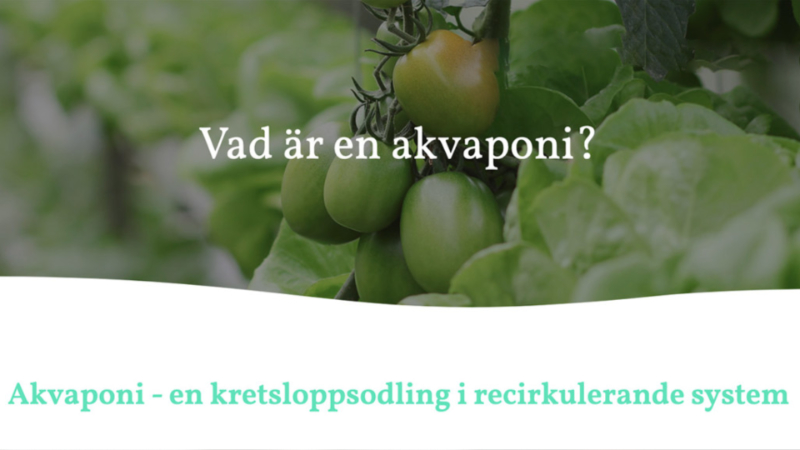 Akvaponisk odling och speeddating