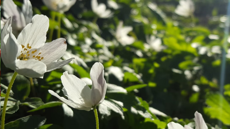 Campus Roslagens resa och sommaren är snart här!