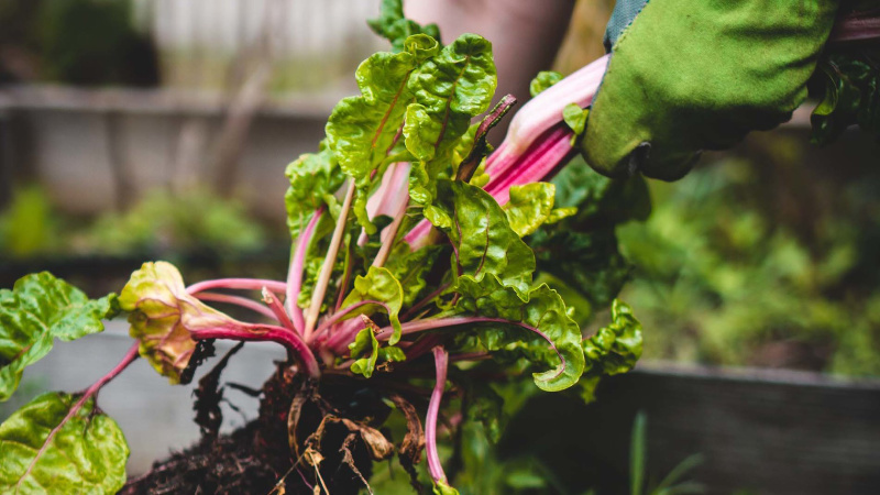 Food-tech, samarbeten, möten och seminarier
