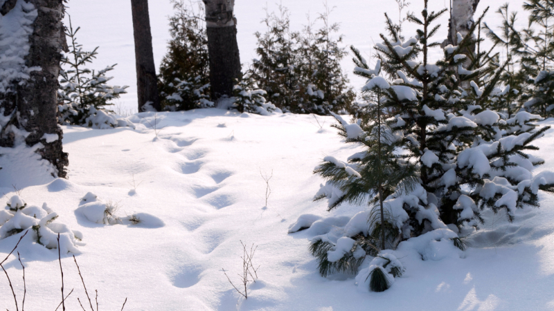 Ny akvaponianläggning i Östersund och julefrid