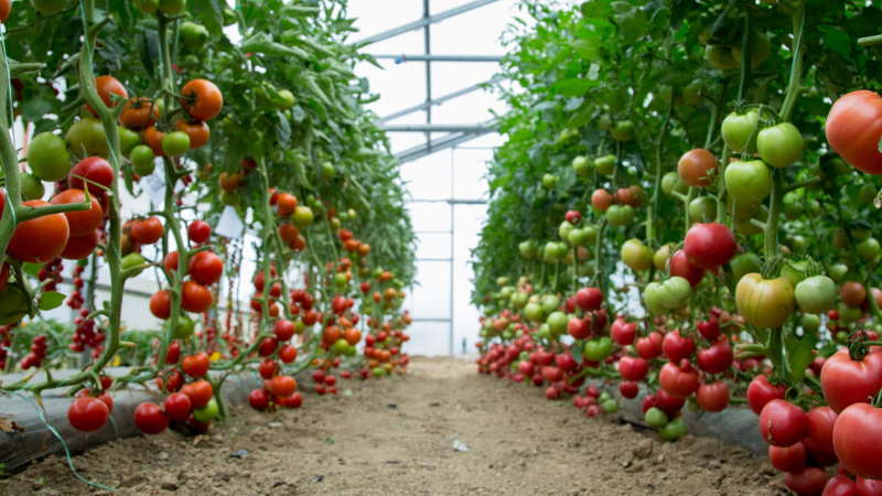 Yrkeshögskoleutbildning och Camp Roslagen