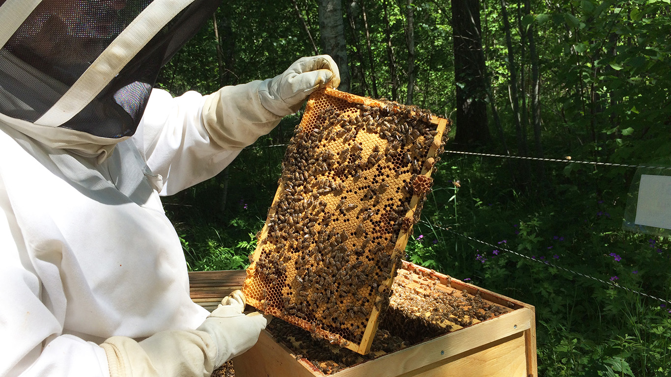 Vinterklotet - våra bin på hösten