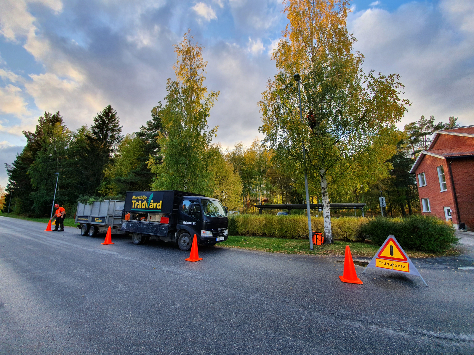 Beskärning av träd på området