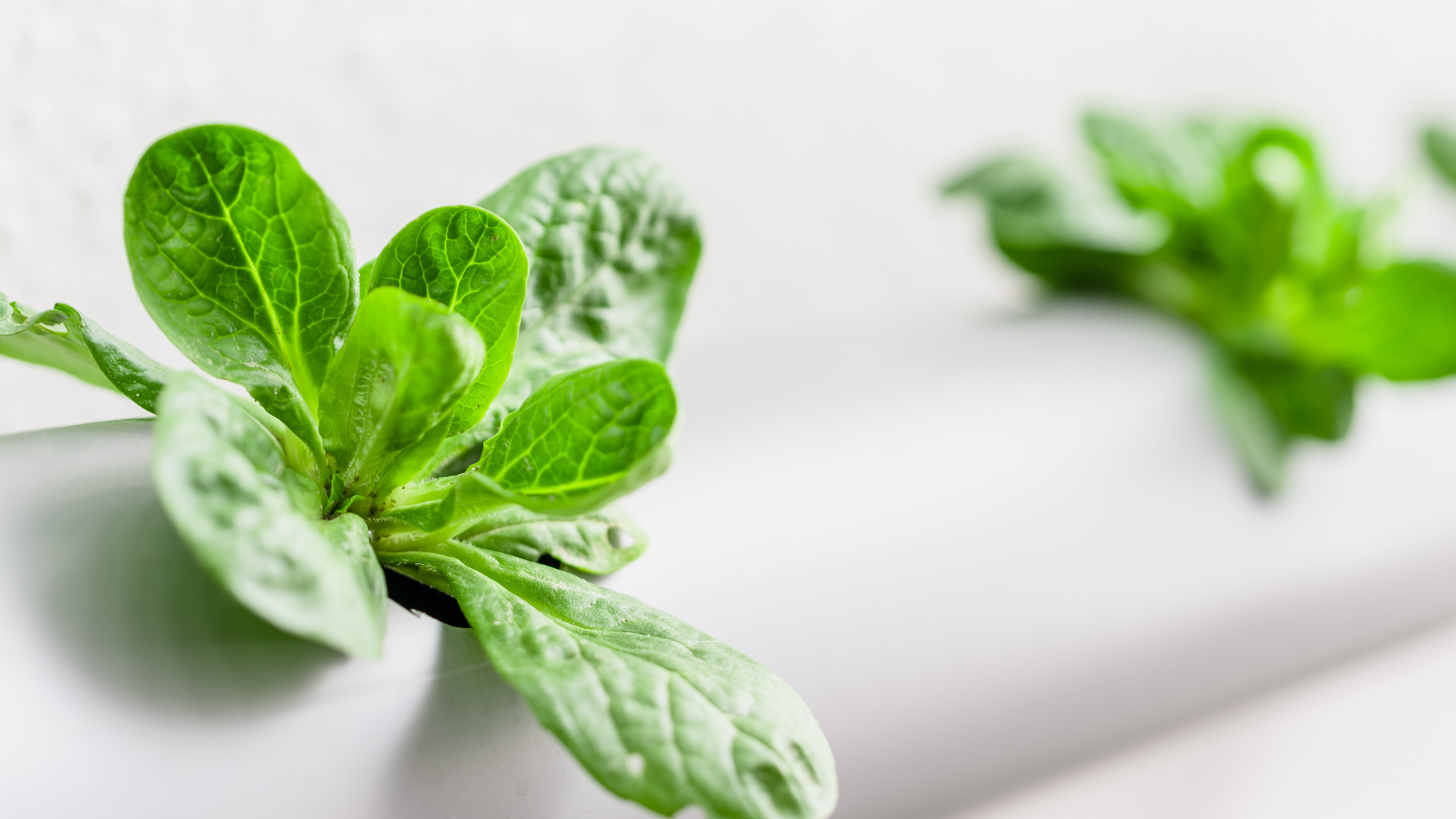 Grönt som växer i en akvaponi.