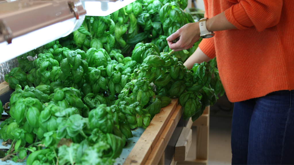 En person som kollar hur basilikan växer i en akvaponi.