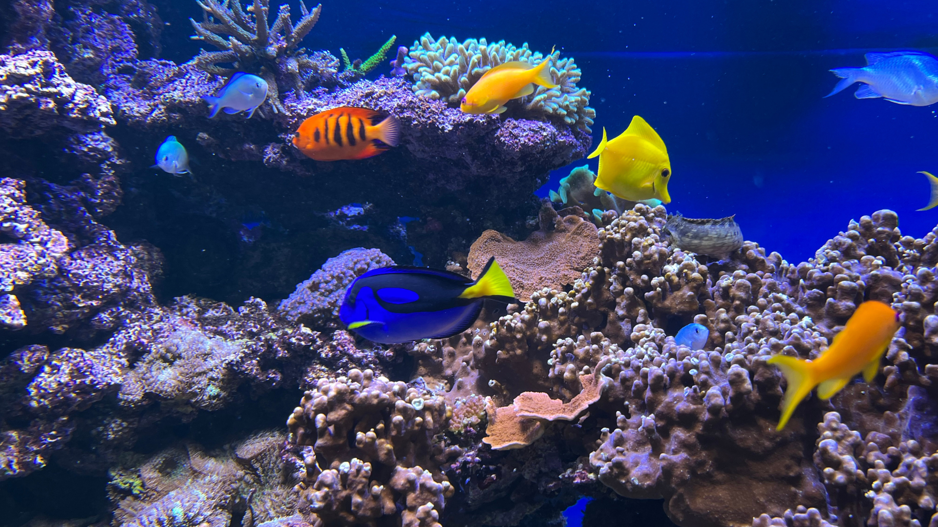 Färgglada fiskar i ett akvarium.
